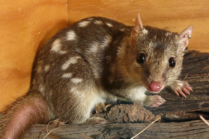 Northern quoll