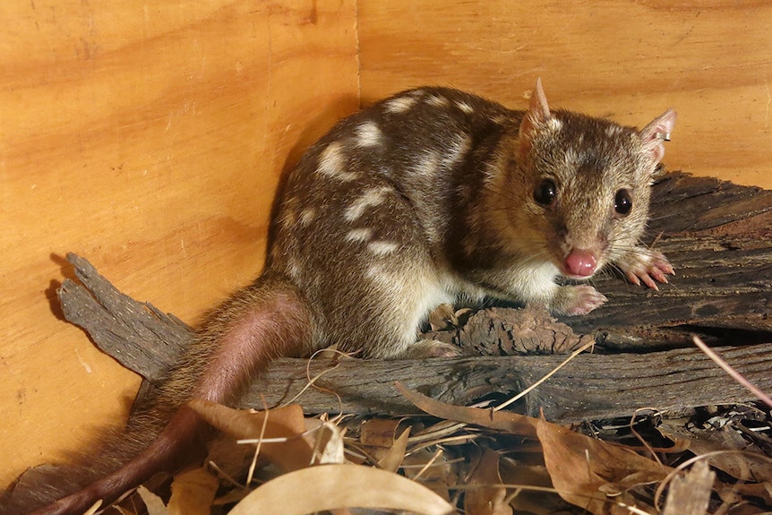 A northern quoll looks into the camera