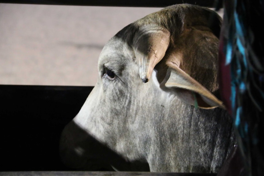 A rodeo bull at Brunette Downs