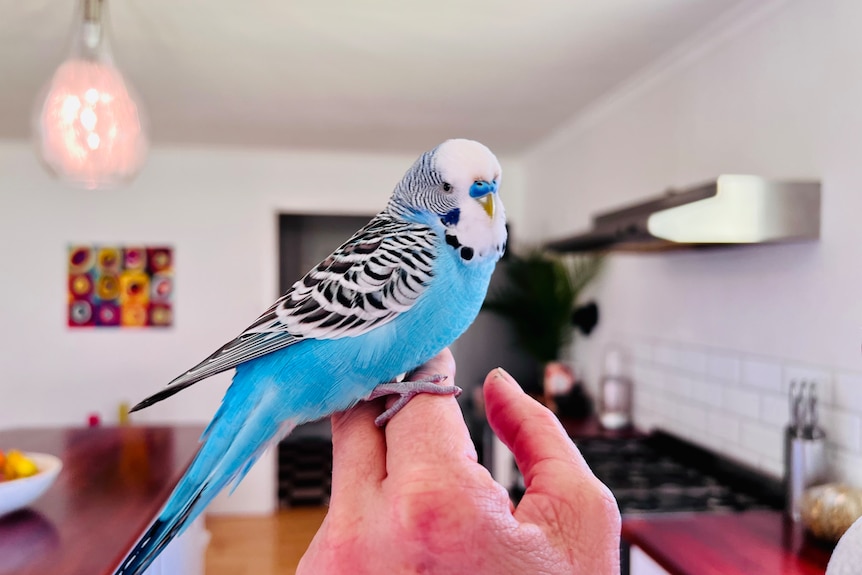 Blue budgerigar perched on owner's hand in kitchen