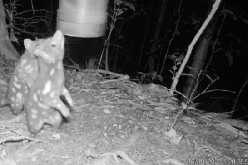 Two juvenile Spot-tailed Quolls looking at a lure at night 