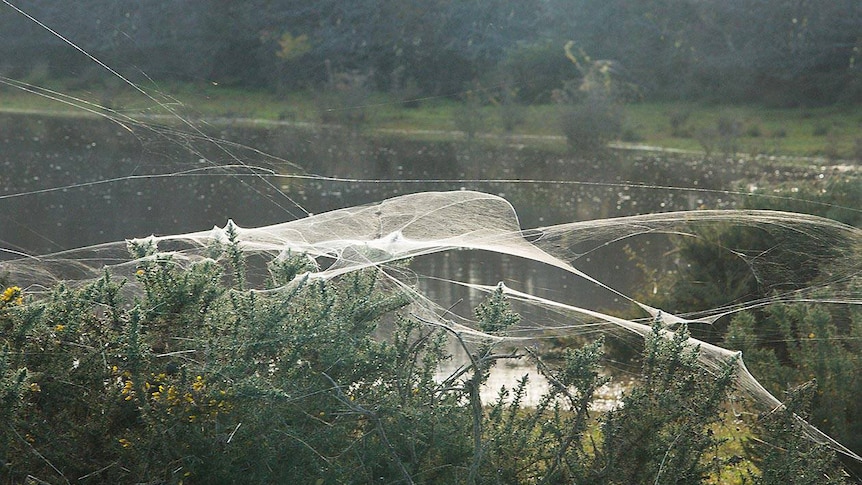 Spiders throw webs to get out of floodwaters