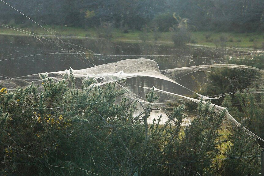 Spiders throw webs to get out of floodwaters