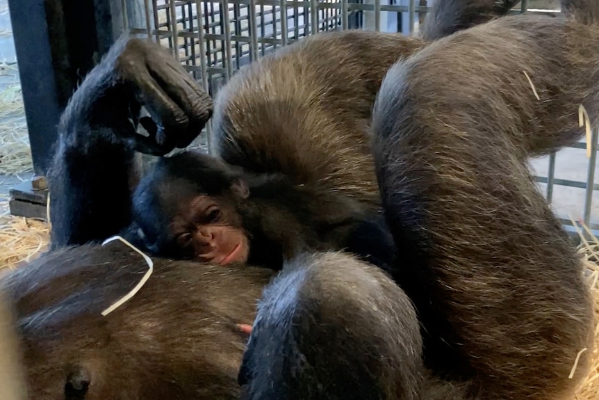 Baby chimp 1