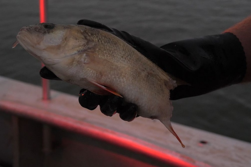 A close-up of a fish ripped in half.