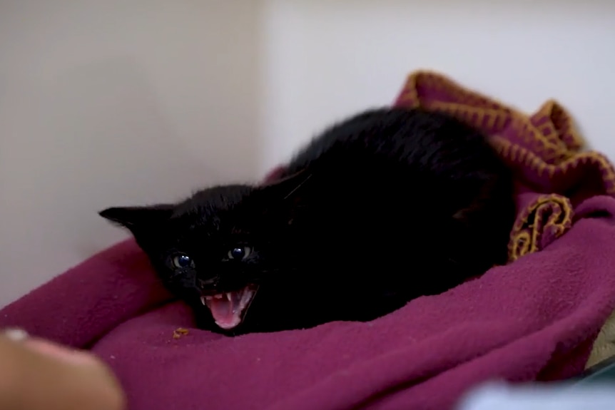A small, dark kitten crouches on a blanket and hisses.