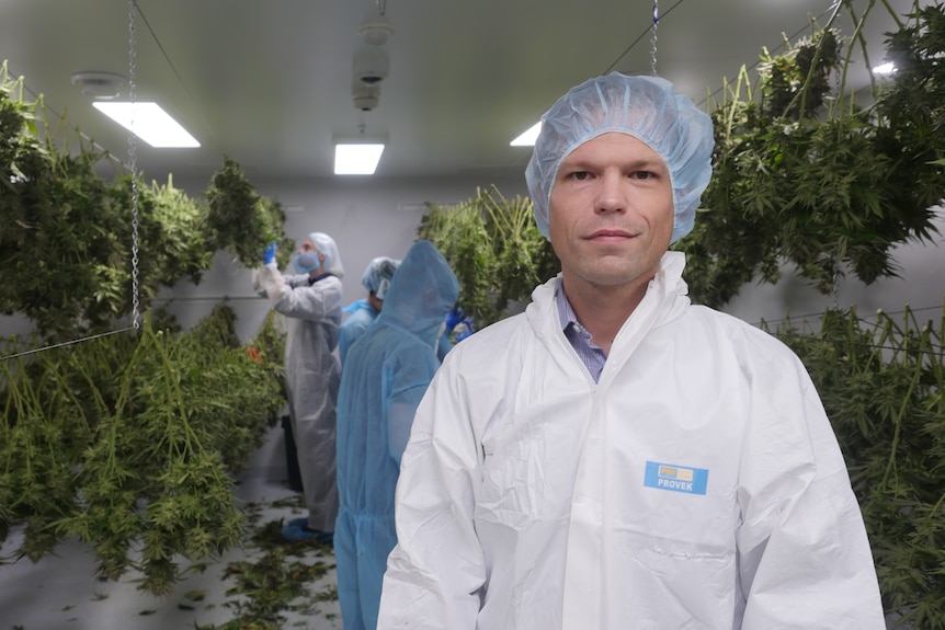 man wearing a white hazmat suit and hair net in a drying room filled with lines strung with cannabis plants 