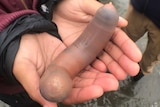 A person's hands holding a sluglike creature