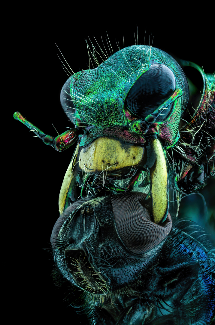 an extremely close-up magnified image of a tiger beetle's pincers piercing a fly's head