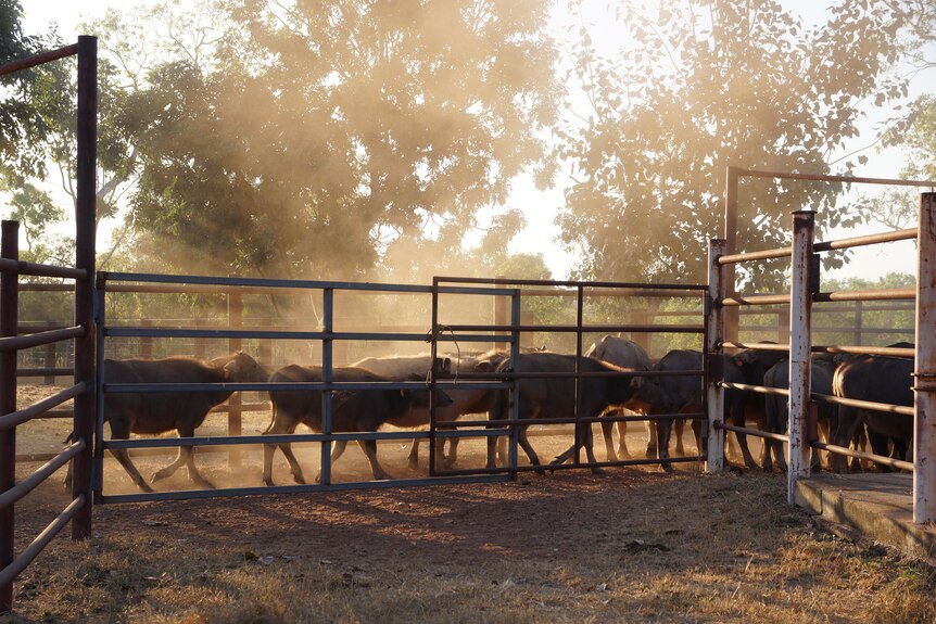 Foto de ganado búfalo 