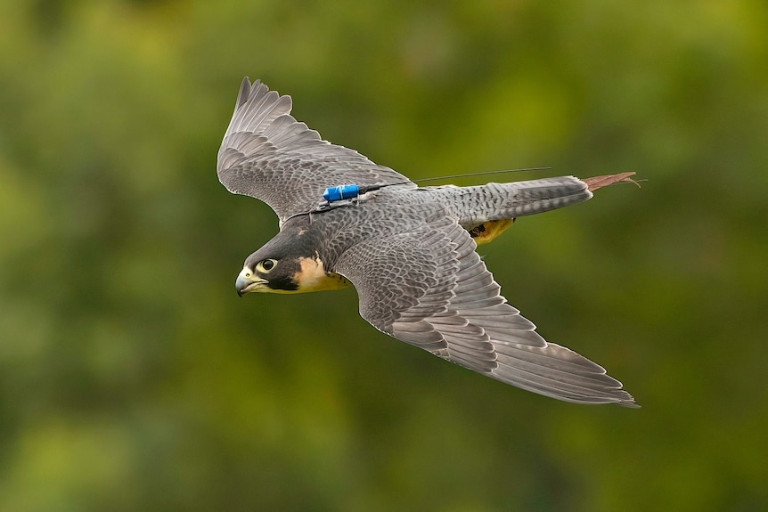 A peregrine falcon flies with a GPS on its back.