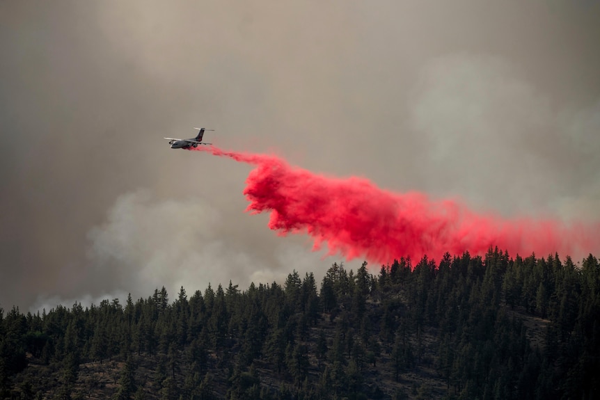 An air tanker drops retardant to combat fires in a pine forest