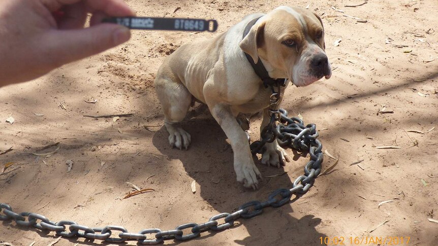 Malnourished dog found chained up at a property at an alleged puppy farm at Glenarbon