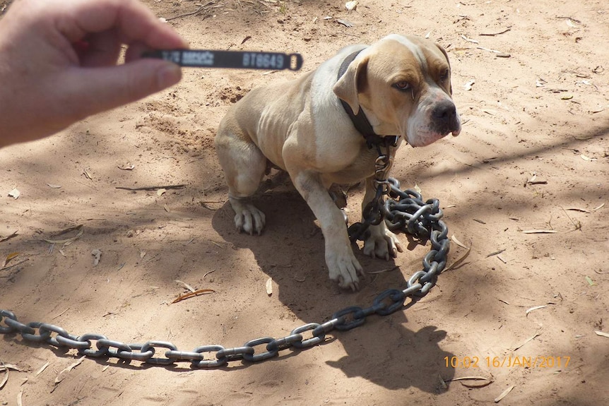 Malnourished dog found chained up at a property at an alleged puppy farm at Glenarbon