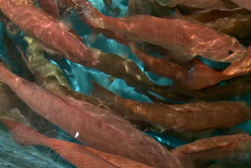 A close-up shot of red coral trout swimming in a tank