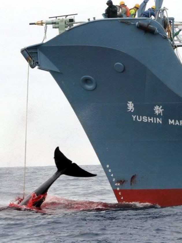 Japanese crew aboard the Yashin Maru haul in a harpooned whale
