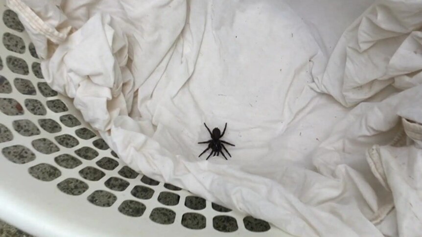 Australians told to be on alert for deadly spider after heat, recent rain