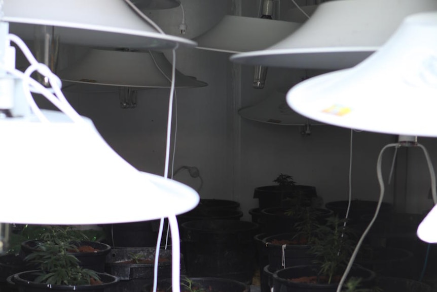 ACT Police say more than 160 cannabis plants were found growing at an estimated value of $600,000.