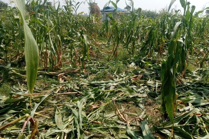 Damage to a sugar cane field from elephants in Nepal.