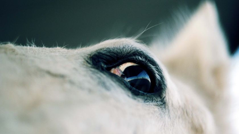 Horse's head and eye