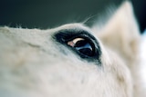 Horse's head and eye