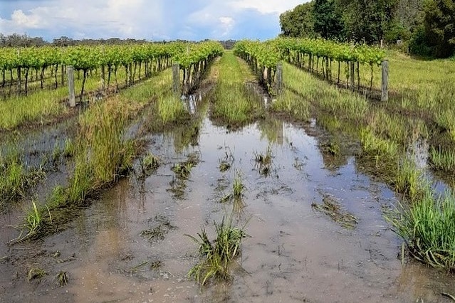Several rows of grapevines impacted by water inundation.