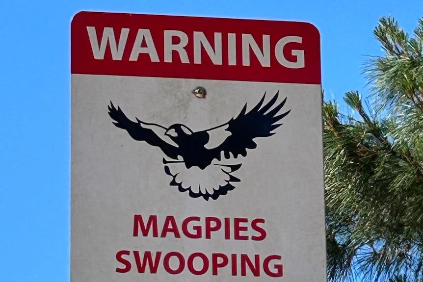 Sign showing warning about magpies swooping.