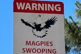Sign showing warning about magpies swooping.