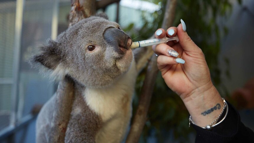 Sam Longman feeds male koala Paddington some soy paste.