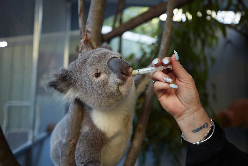 Sam Longman feeds male koala Paddington some soy paste.