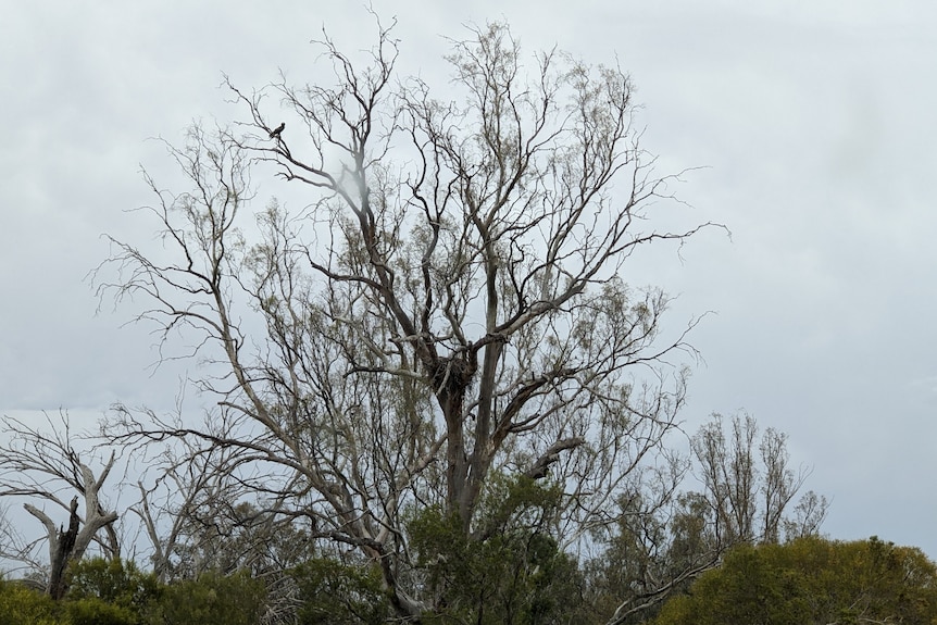 Gum tree that has lost most of its leaves