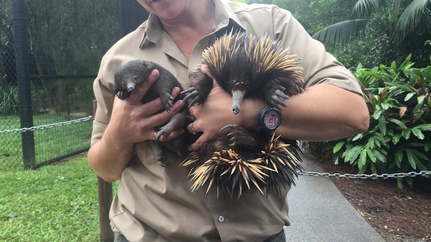 Piggie the echidna with her puggle, Piglet.