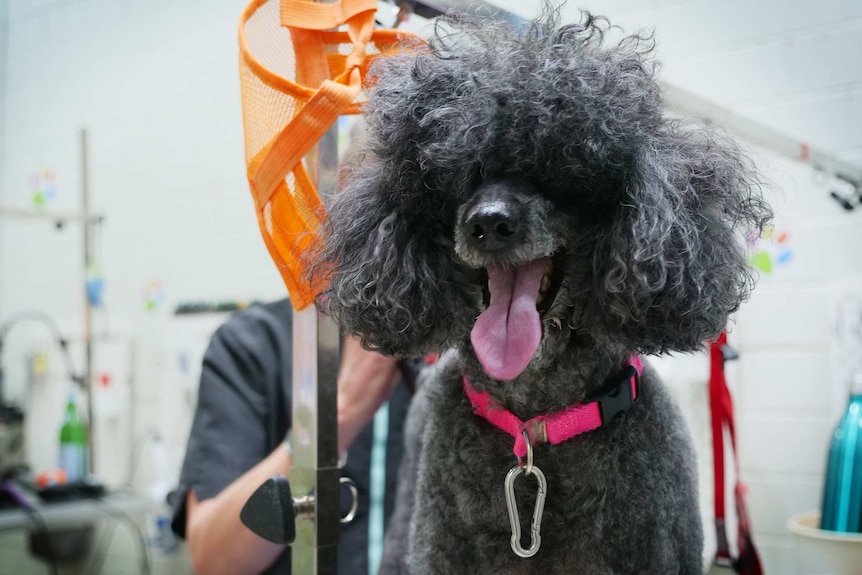 A poodle with fur covering its eyes gets a trim