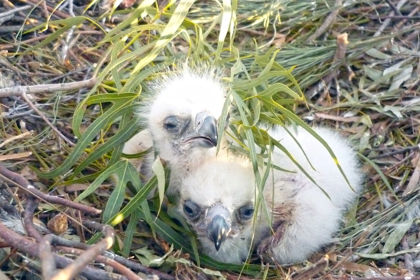 A photo of two eagles laying in a nest with Kurrajong leaves