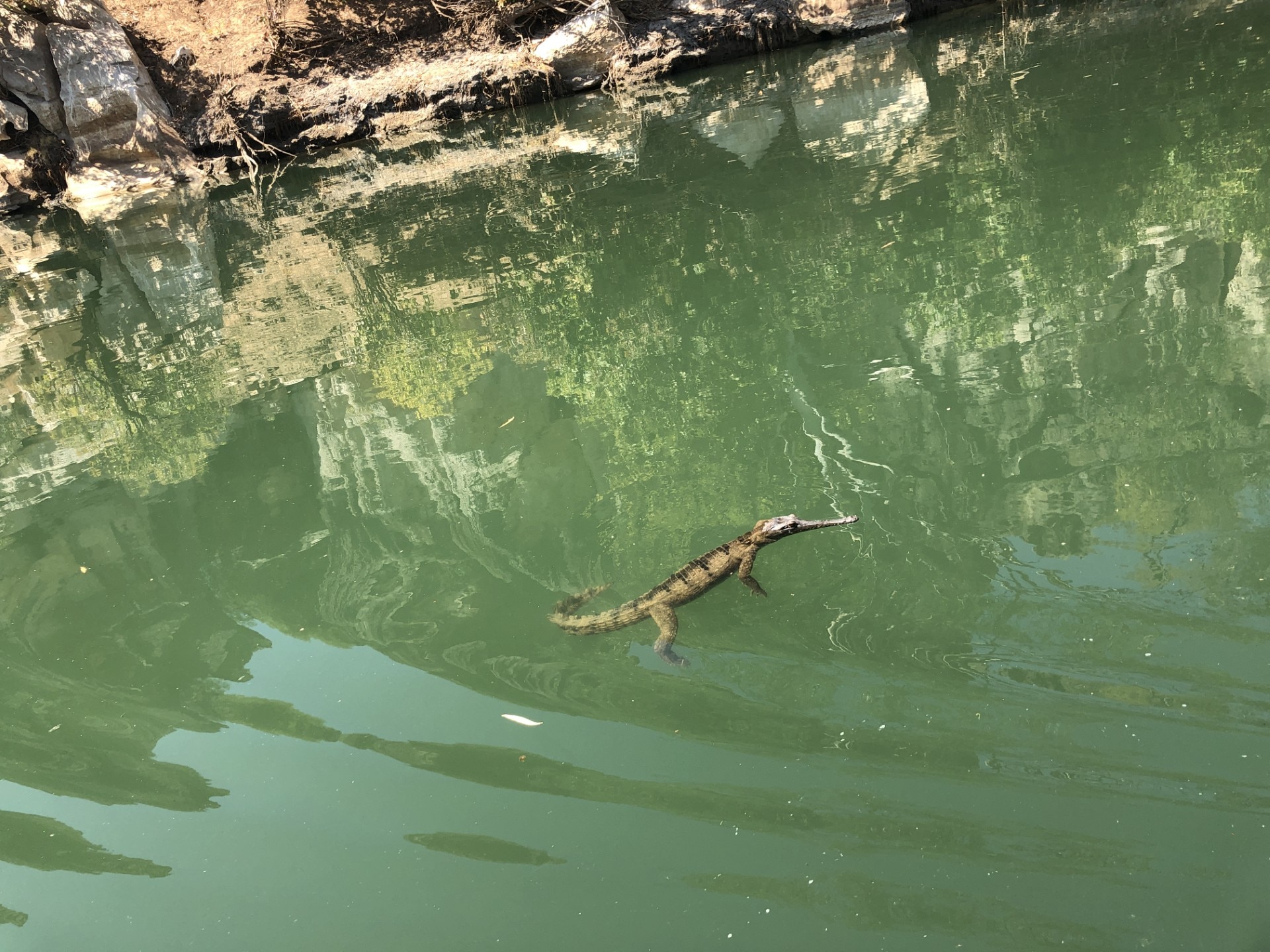 A freshwater crocodile swims in the Fitzroy River in Danggu Geikie Gorge.