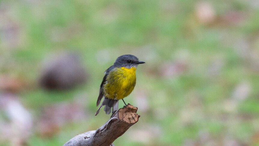 An eastern yellow robin sits on a tree branch in Booderee National Park