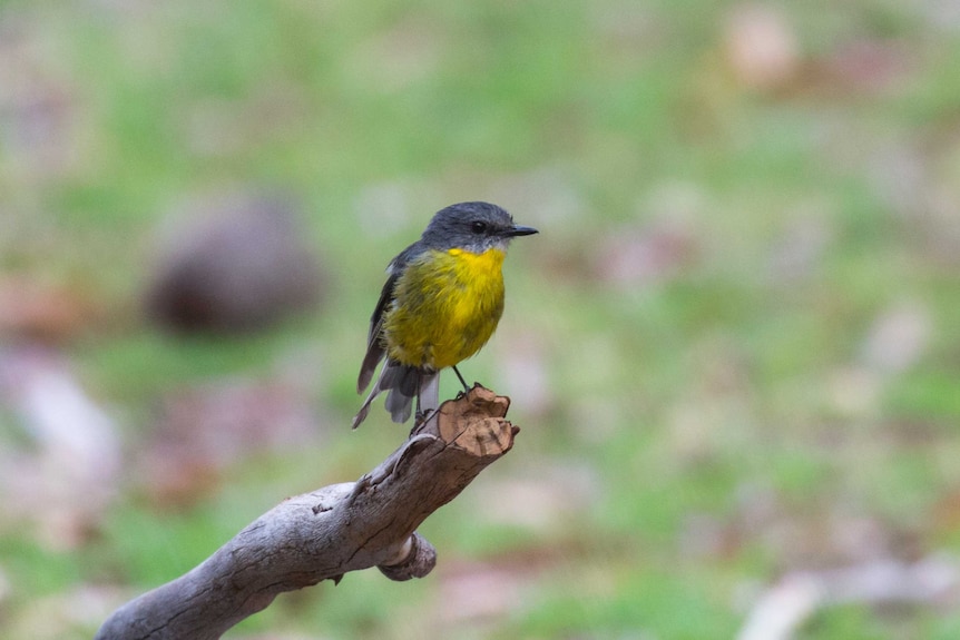 An eastern yellow robin sits on a tree branch in Booderee National Park