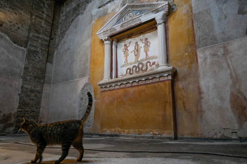 A cat walks on the floor beneath a wall with a restored roman mural. 