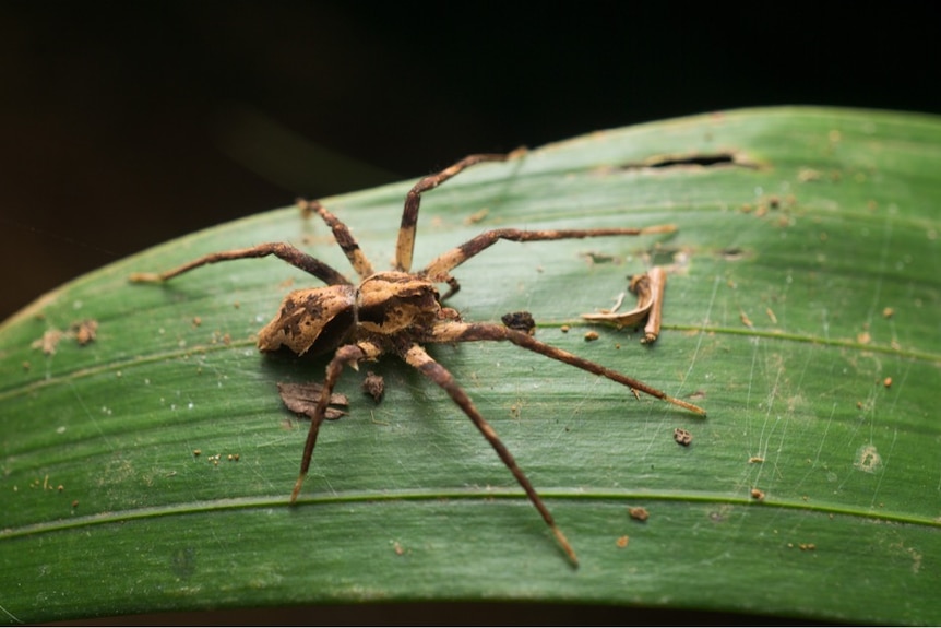 A brown and cream coloured spider on a green leaf.