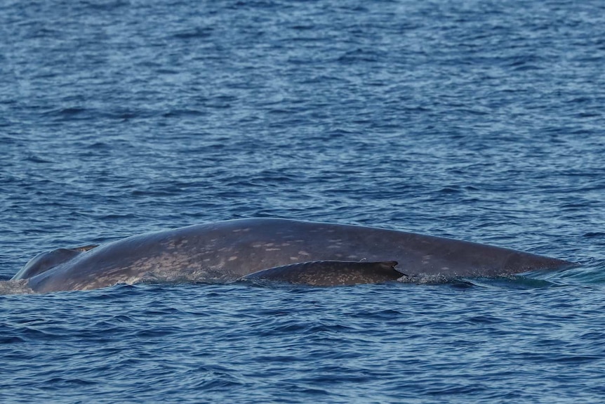 上周末，一头蓝鲸带着它的小宝宝出现在澳大利亚海域。