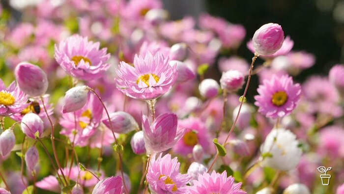 Pink daisies growing outdoors
