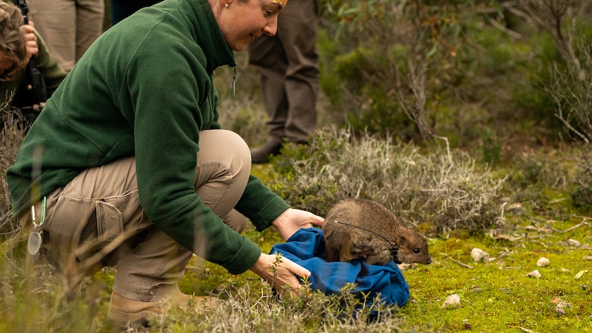 A small marsupial with a collar around its neck leaps from a blue bag held open on the ground by a woman