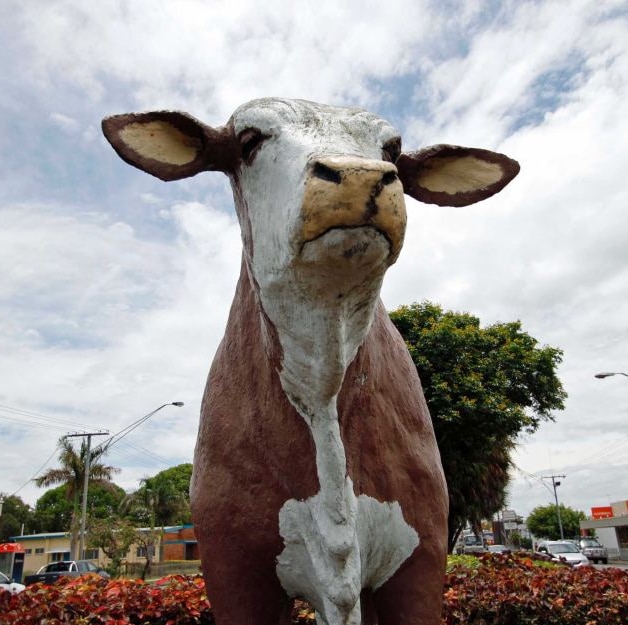 A brown and white bull statue, from the front.