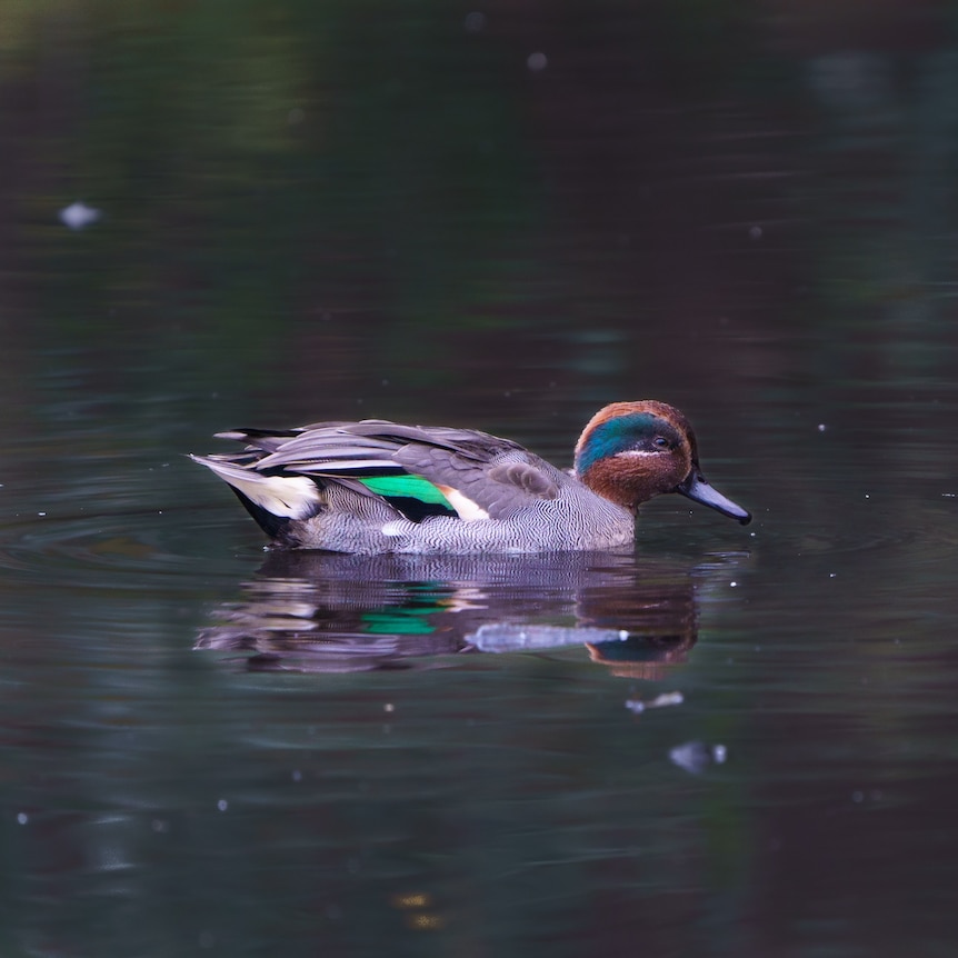 Brown Eurasian teal with splashes of blue and green coloured feathers swimming on still, dark water.