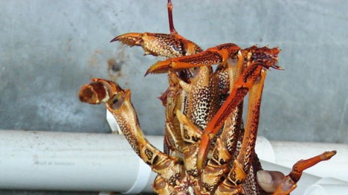 Rock Lobster demand up before New Year