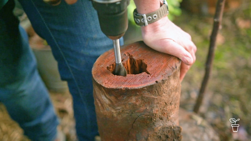 Log being hollowed out with drill