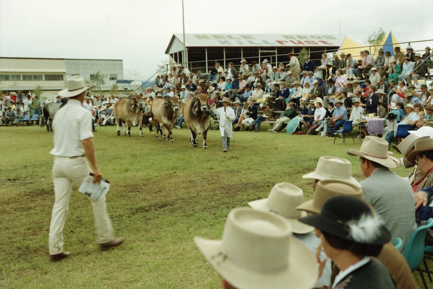 Bulls getting paraded around a cattle ring with people in the crowd watching on.
