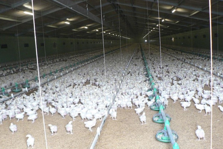 A broiler farm shed, with hundreds of chickens in rows along the floor with feeding stations separating the rows