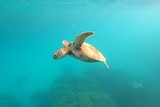 A green turtle, with the sun highlighting its golden shell, swims in super clear water at Heron Island