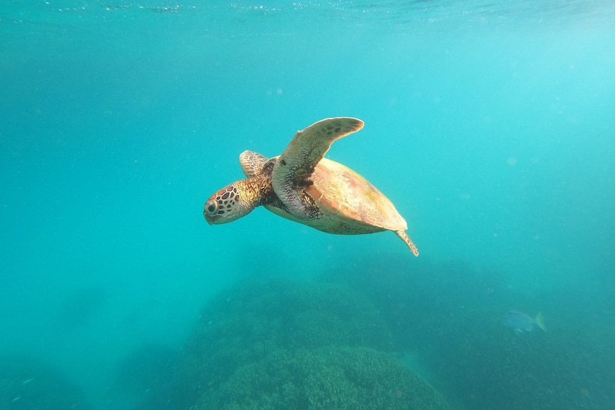 A green turtle, with the sun highlighting its golden shell, swims in super clear water at Heron Island